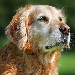 Pet Care - Care Of The Geriatric Dog